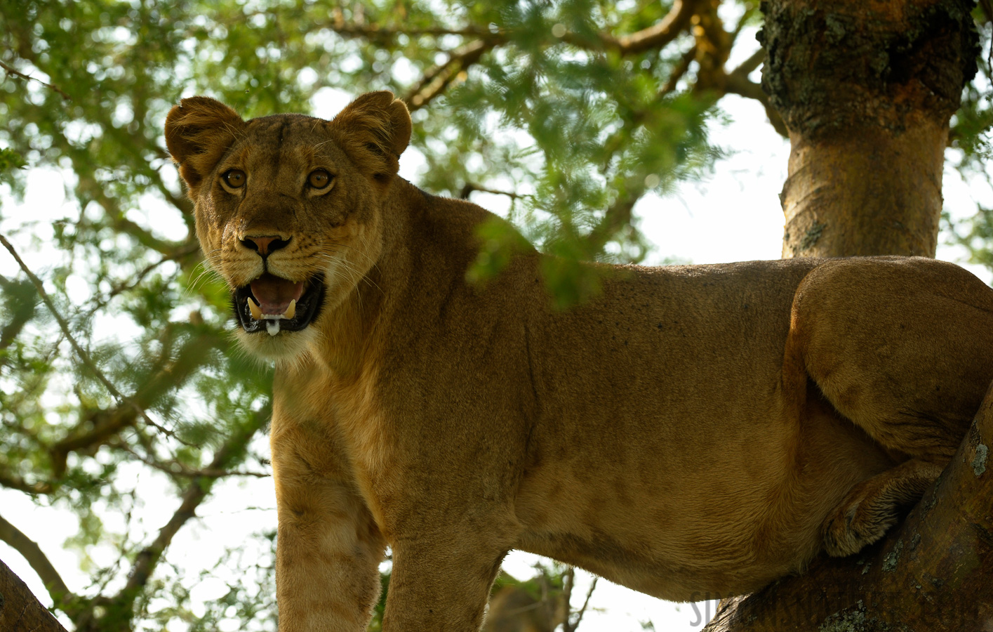 Panthera leo leo [200 mm, 1/320 Sek. bei f / 7.1, ISO 800]